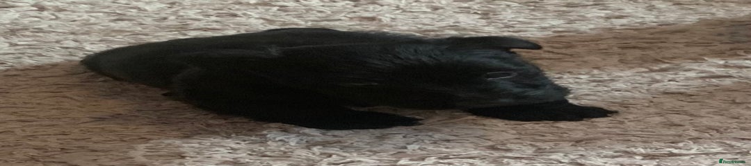 Scottish Terrier Puppy 3