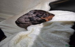 Miniature Dachshund dogs for sale: Miniature dachshunds 🐶 - Advert 18