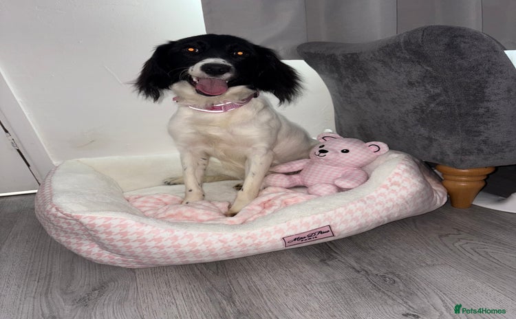 Mixed Breed dogs - Advert 1