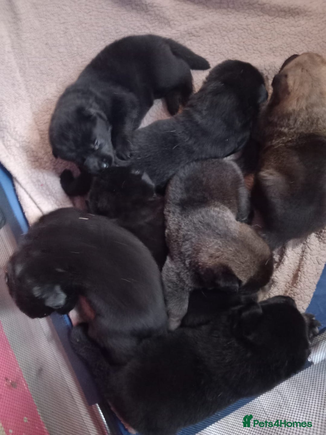 Mixed Breed dogs for sale: Akita cross German shepherd puppies - Image 1