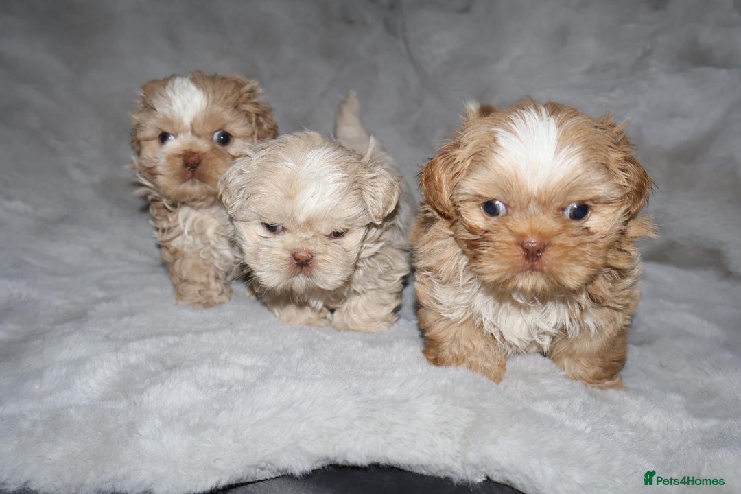 Shih Tzu dogs for sale: ✨️Exceptional Imperial Litter Ready Mid December✨️ - Advert 1