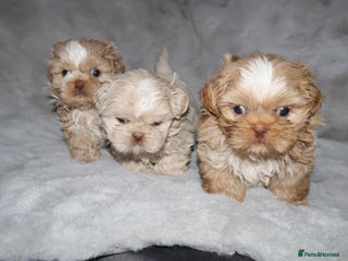 Shih Tzu dogs ✨️Exceptional Imperial Litter Ready Mid December✨️ - Advert 8
