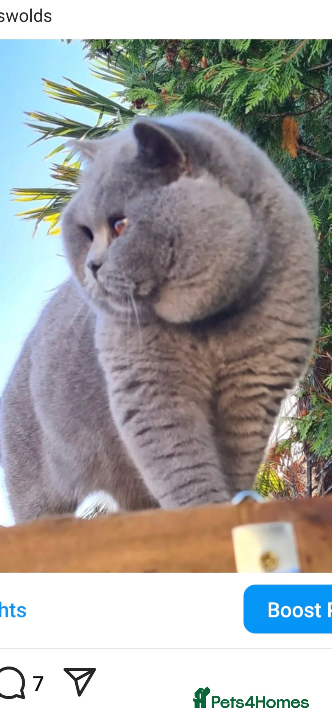 British Shorthair cats for stud: LILAC BSH and BLUE BSH STUDS AVAILABLE in Cheltenham - Advert 17