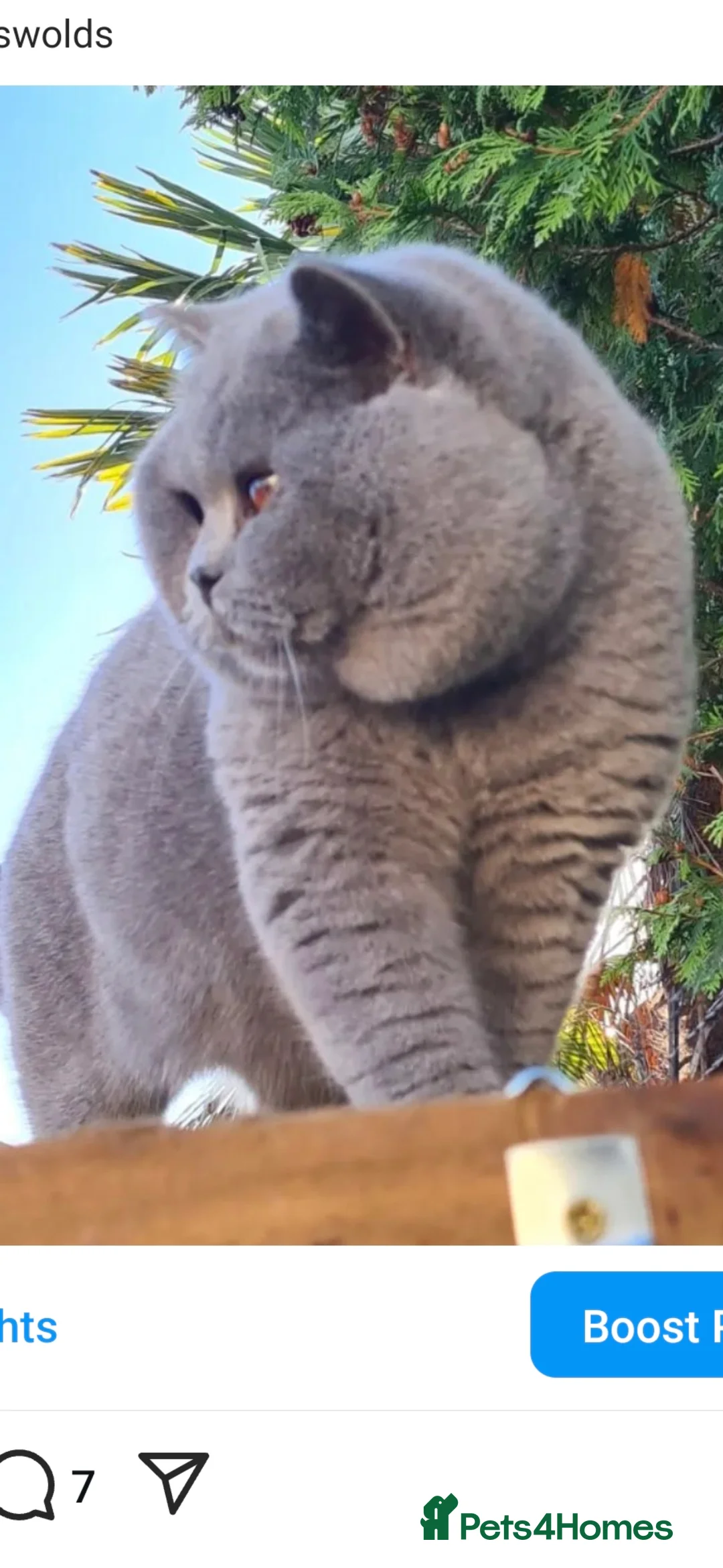 British Shorthair cats for stud: LILAC BSH and BLUE BSH STUDS AVAILABLE in Cheltenham - Advert 17