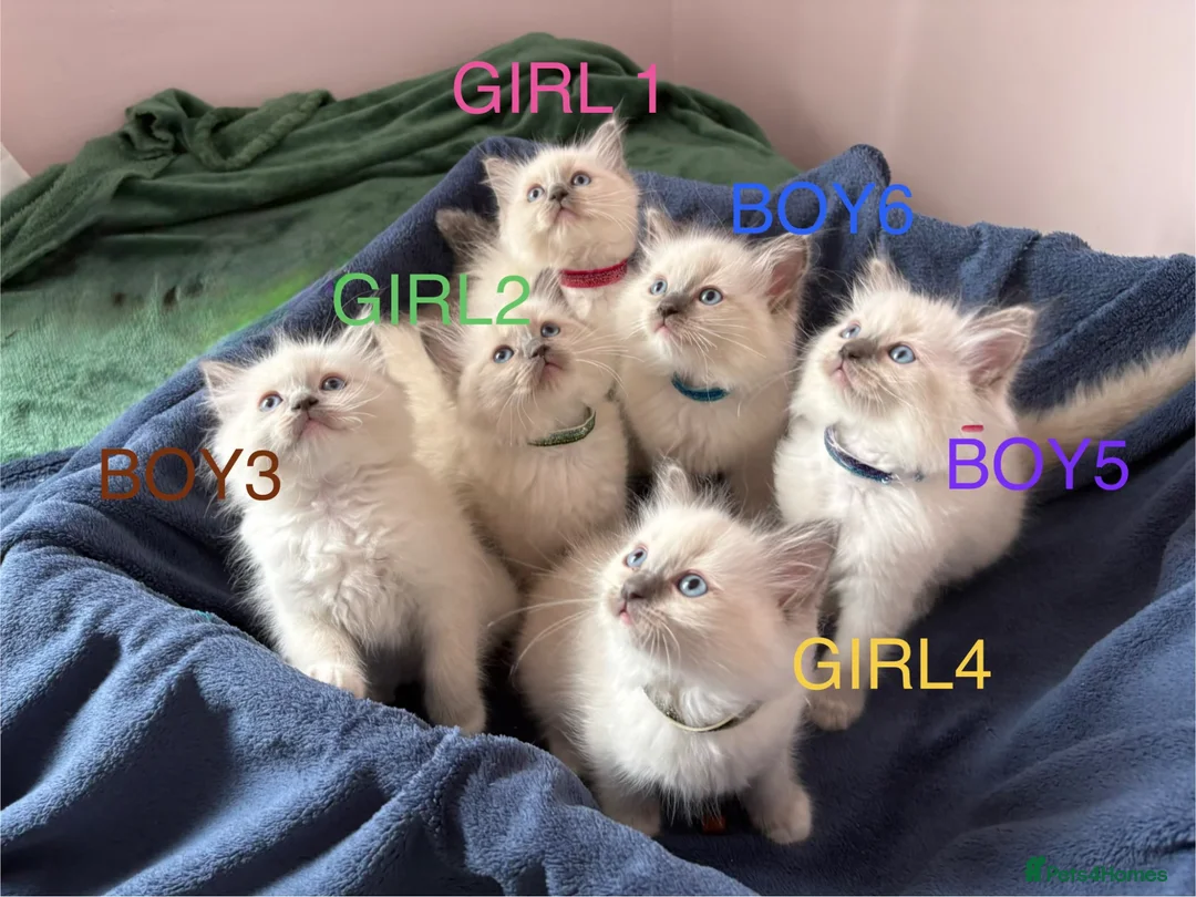 Ragdoll cats for sale: RAGDOLL kittens 3xBOYS, 3xGIRLS - Advert 1