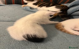 Mixed Breed cats for sale: Pretty kittens - Image 5
