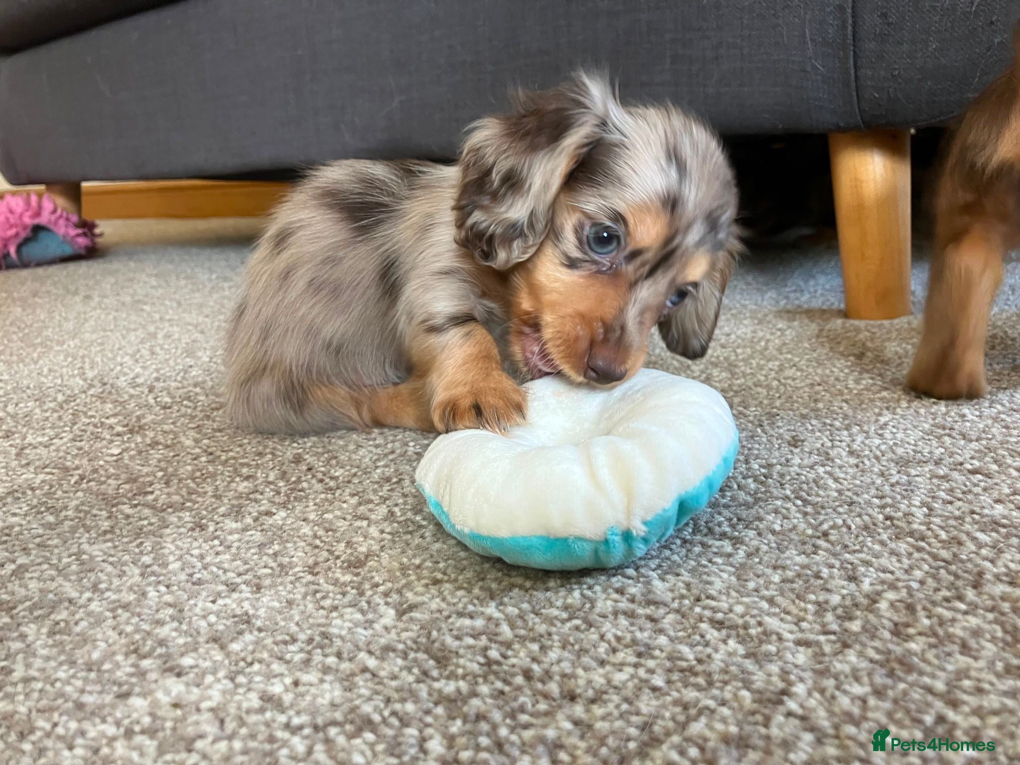 Miniature Dachshund dogs Chocolate&Cream Champion Long hair mini dachshund  - Advert 1