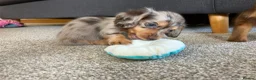 Miniature Dachshund dogs for sale: Chocolate&Cream Champion Long hair mini dachshund  - Advert 1