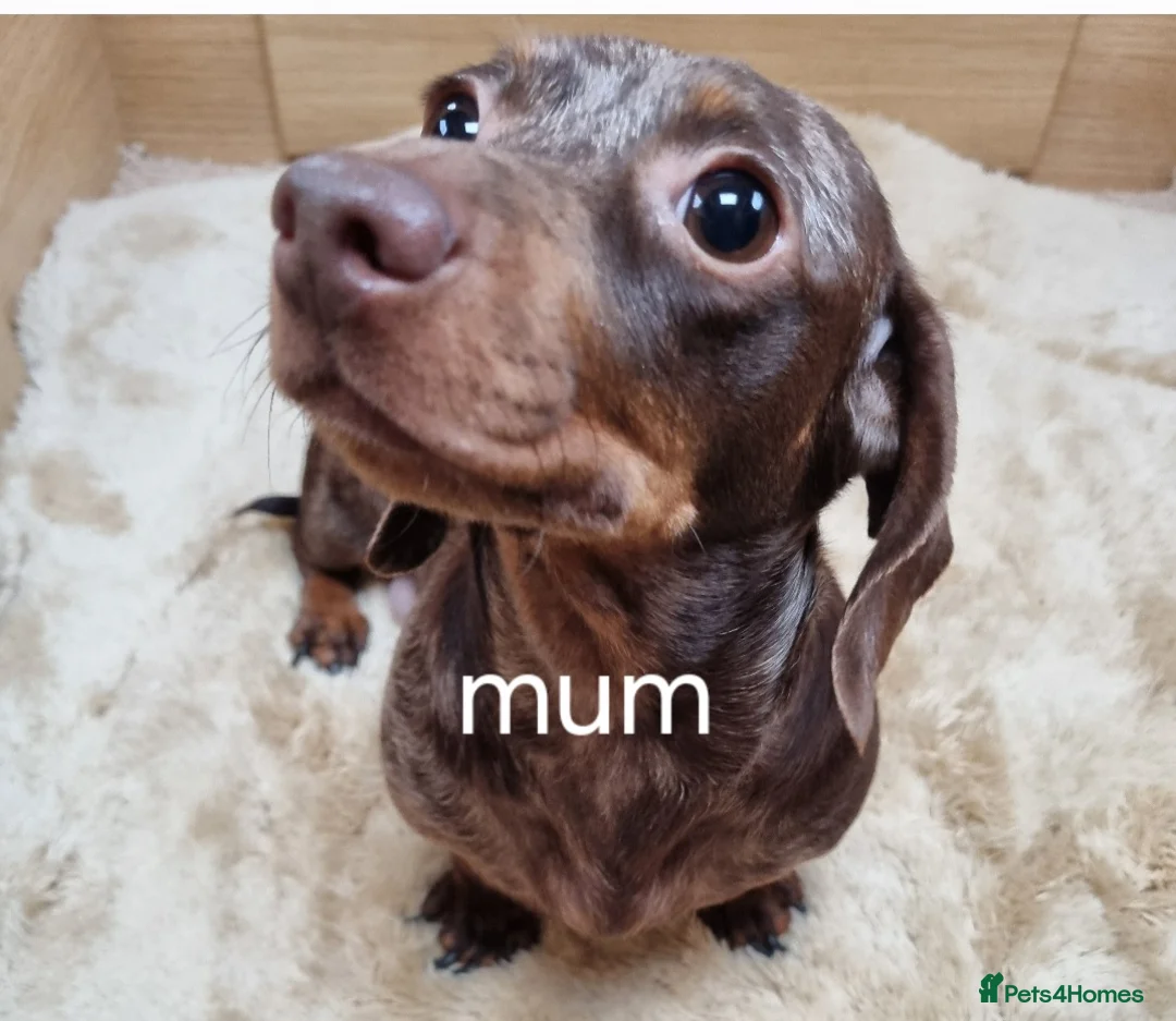Miniature Dachshund dogs for sale: Miniature dachshund  - Advert 9