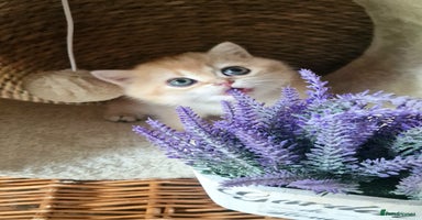 British Shorthair cats - Advert 15