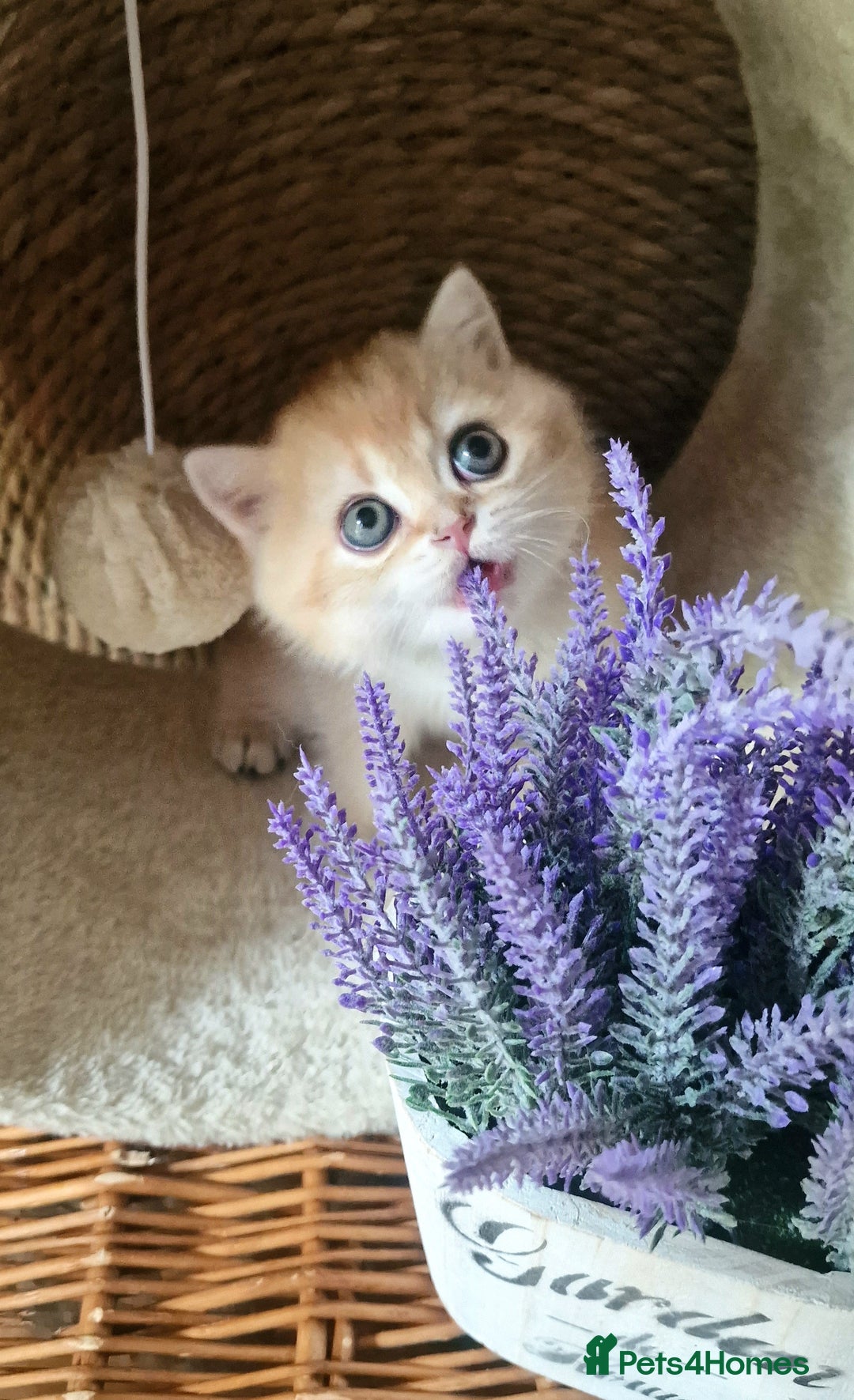 British Shorthair cats for sale: NY12 TICA GOLDEN BRITISH SHORTHAIR KITTENS  - Image 4