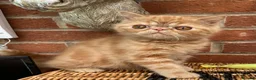 Exotic cats for sale: 💙Beautiful Exotic Shorthair Boy Kittens💙 - Advert 14