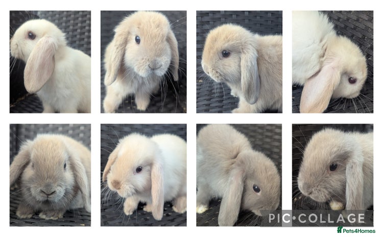 Mini Lop rabbits - Advert 1