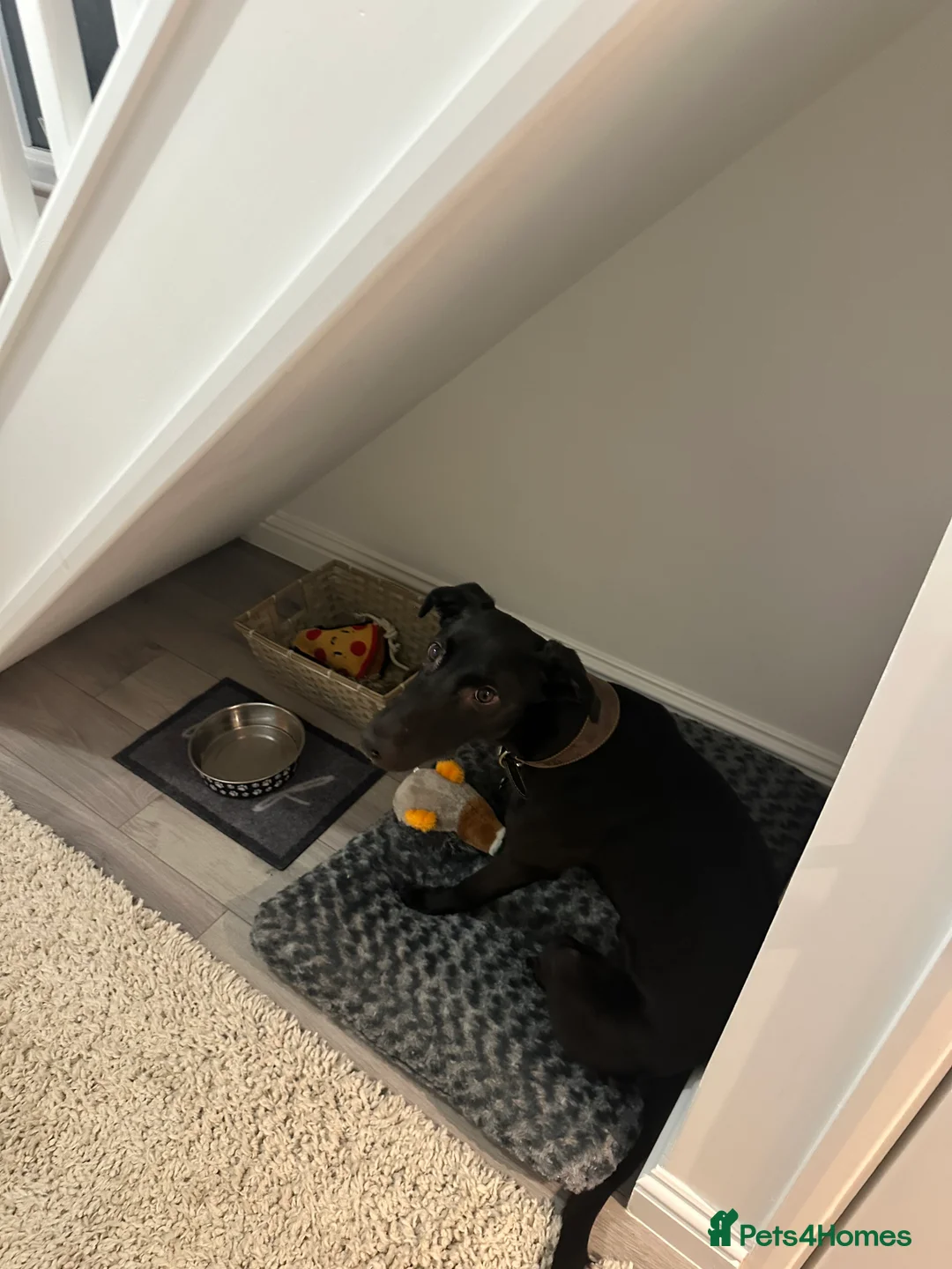 Mixed Breed dogs for sale: Milo - Lurcher x Greyhound male 11month  - Advert 6