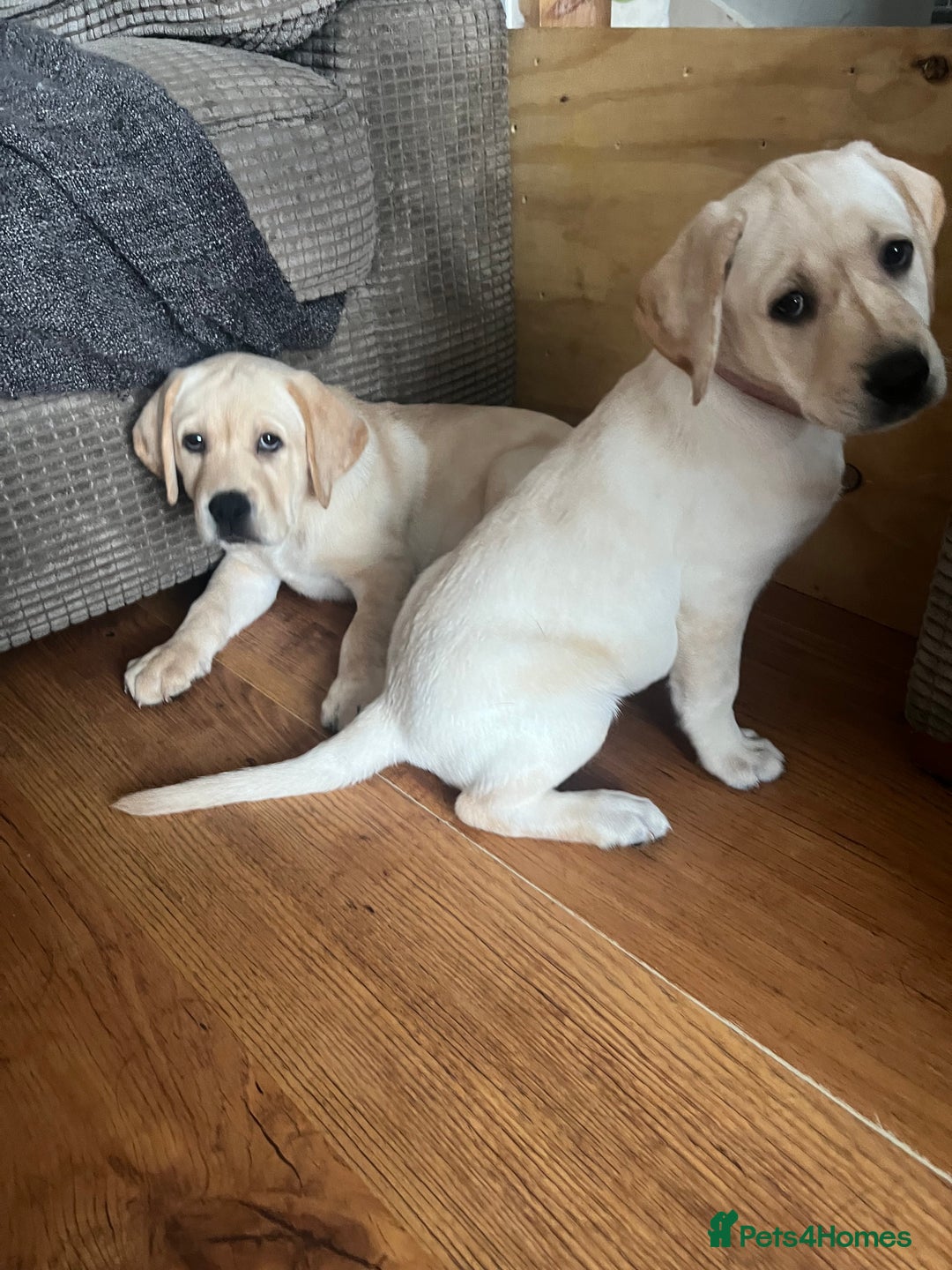 Labrador Retriever dogs for sale: Gorgeous, chunky pedigree Labrador puppy - Advert 29