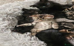 Bengal cats for sale: Bengal Cross kittens - Image 4