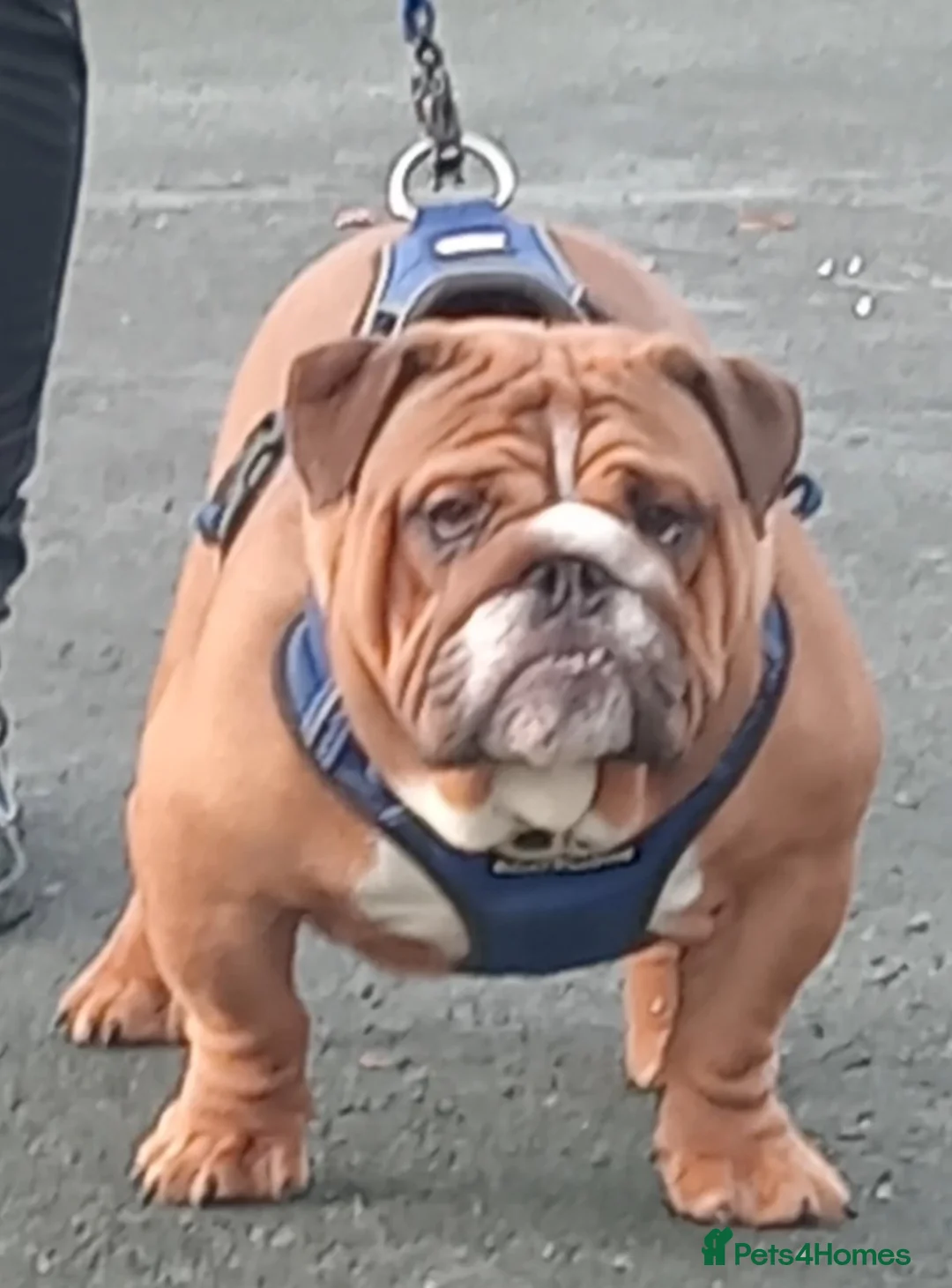 English Bulldog dogs for stud: Charlie for stud lilac and tan fullsuit - Advert 16