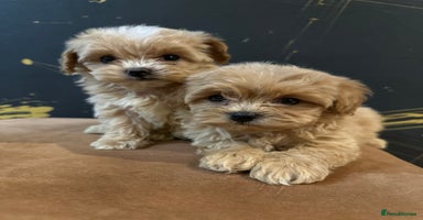Maltipoo dogs - Advert 4