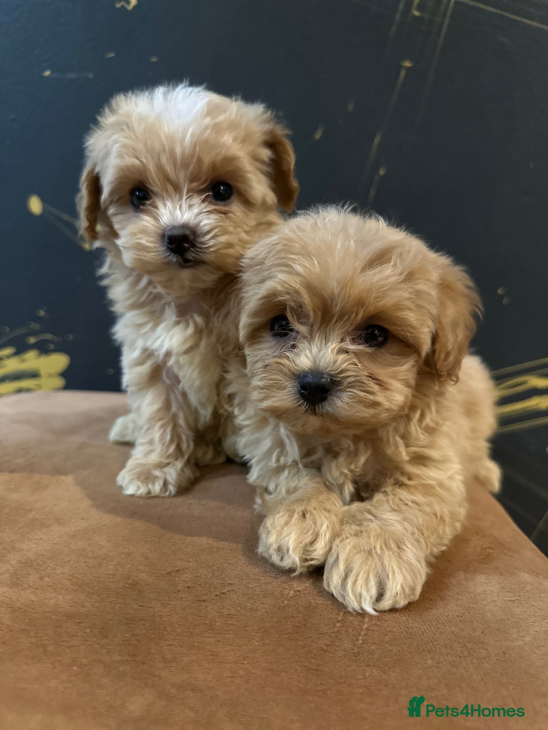 Maltipoo dogs for sale: Gourgeous toy maltipoo puppies❤️ - Image 3