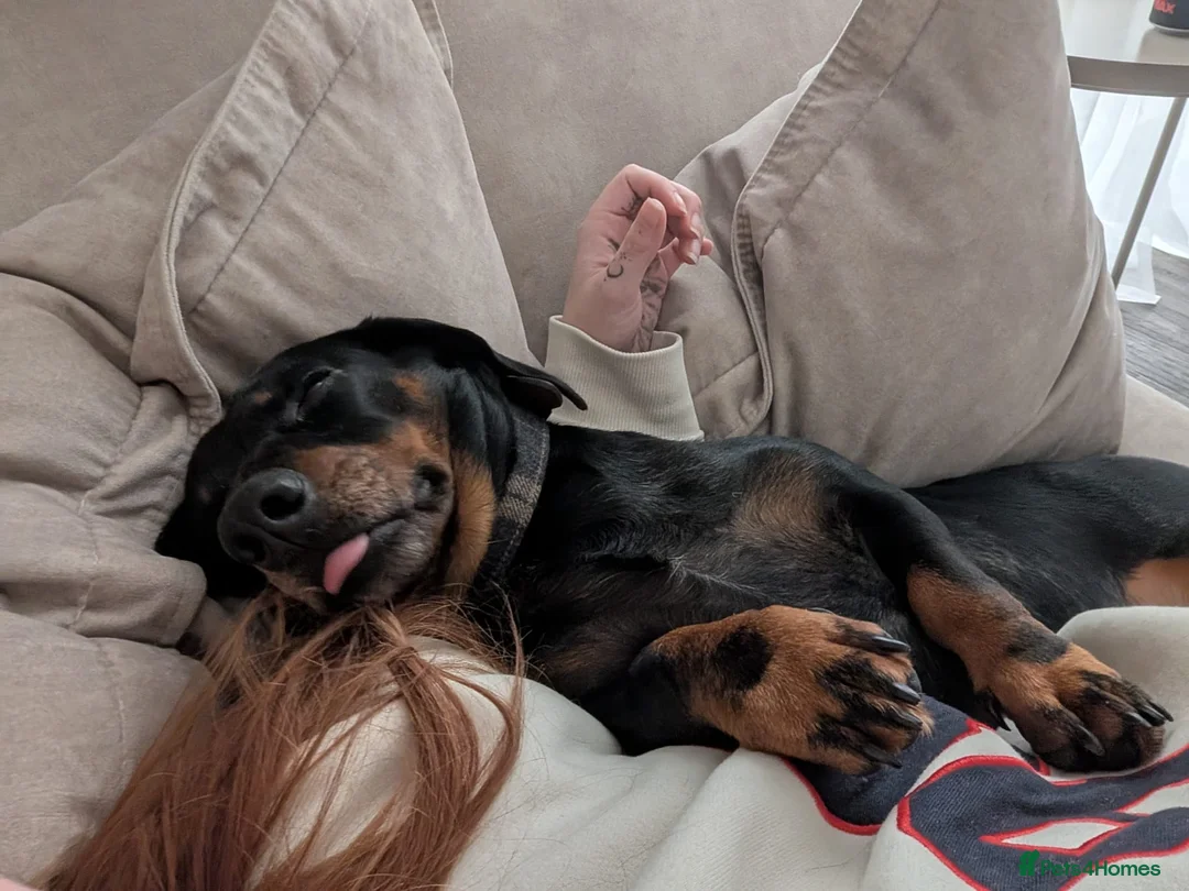 Dachshund dogs for sale: PIP MALE DACHSHUND  - Advert 3