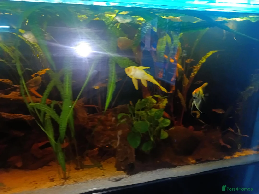 Other/Mixed Breed fish for sale: Very large fish tank with all equipment  - Advert 2