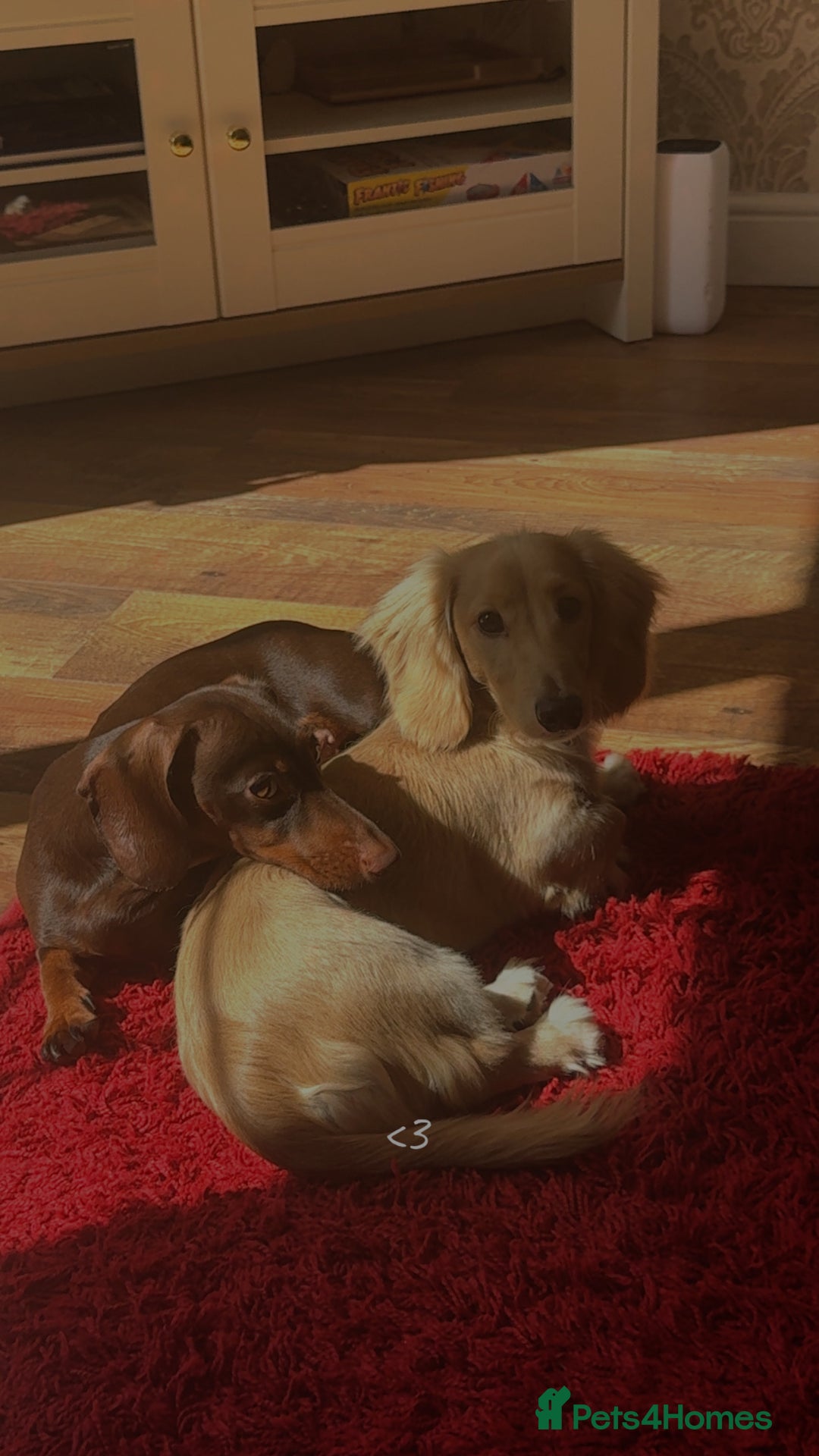 Miniature Dachshund dogs for sale: Long haired cream miniature dachshund  - Advert 5