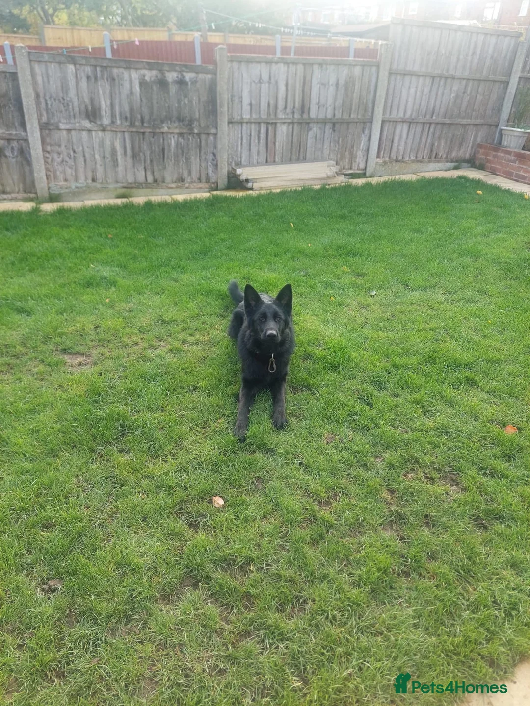 German Shepherd dogs for sale: German Shepherd  - Advert 5