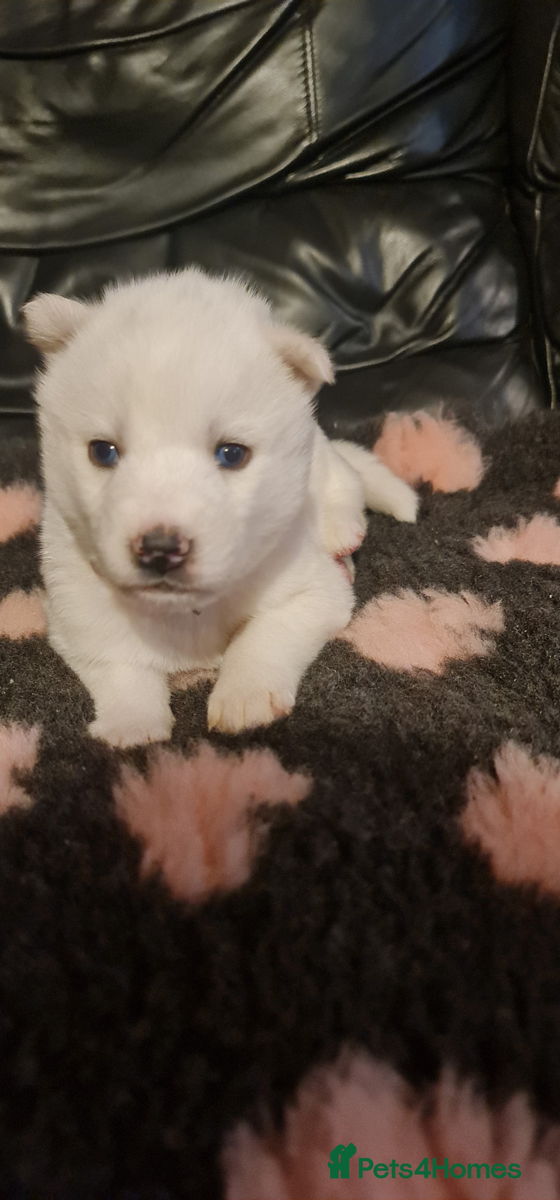 Siberian Husky dogs Outstanding Siberian husky puppies  - Advert 13