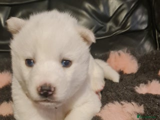 Siberian Husky dogs Outstanding Siberian husky puppies - Advert 13