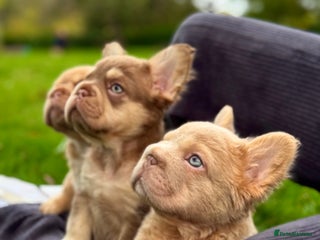 French Bulldog dogs Visual Fluffy New Shade Frenchies 💎 - Advert 6