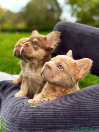 French Bulldog dogs Visual Fluffy New Shade Frenchies 💎 - Advert 16