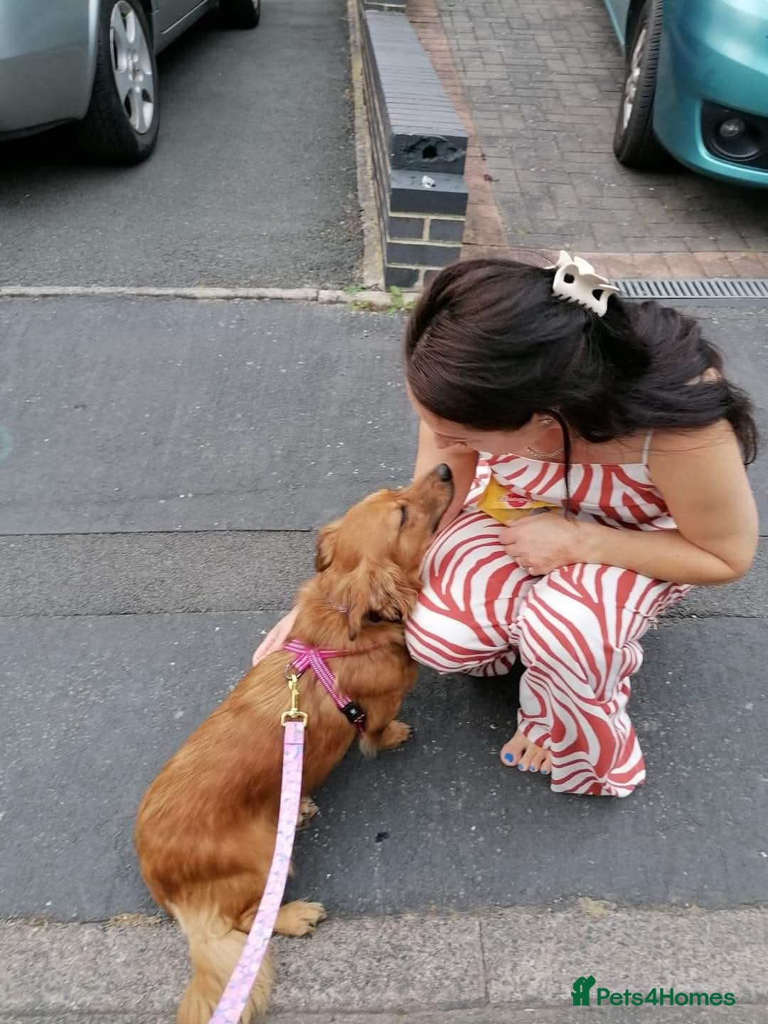 Mixed Breed dogs for adoption: 💖🐶 SANDY 🐶💖 - Image 8