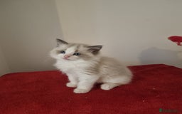 Ragdoll cats for sale: Ragdoll kittens  - Image 1