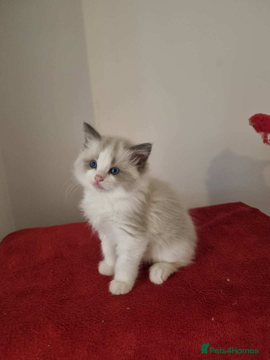 Ragdoll cats for sale: Ragdoll kittens  - Image 1