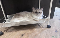 Ragdoll cats for sale: Adorable Ragdoll Looking for a Loving New Home  - Image 7