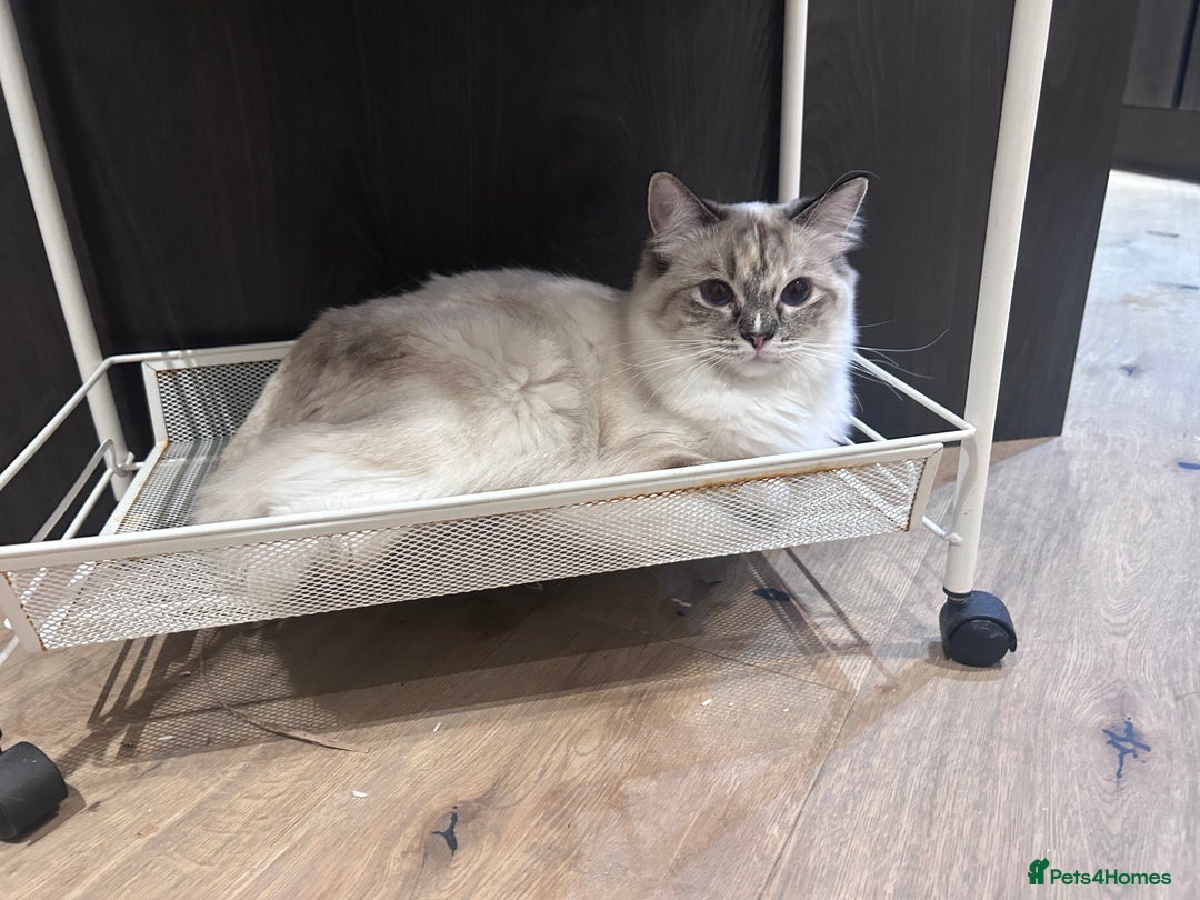 Ragdoll cats for sale: Adorable Ragdoll Looking for a Loving New Home  - Image 7