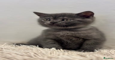 British Shorthair cats - Advert 1