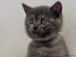 British Shorthair cats - Advert 4