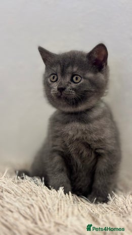 British Shorthair cats - Advert 2