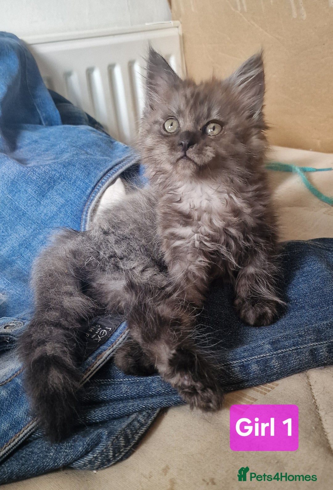 Maine Coon cats for sale: Gorgeous Half Maine Coon Boys and Girls  - Image 19
