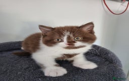 British Shorthair cats for sale: 4 Sweet PEDIGREE kittens - Image 14