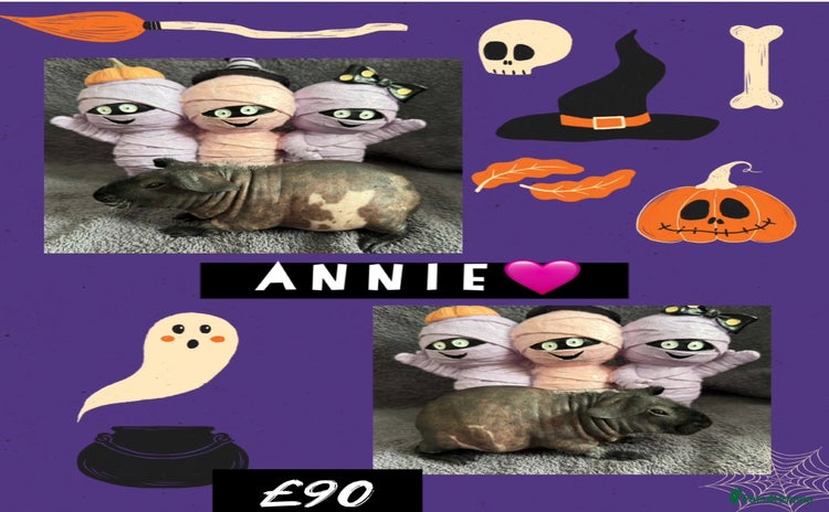 Guinea Pig rodents - Advert 2