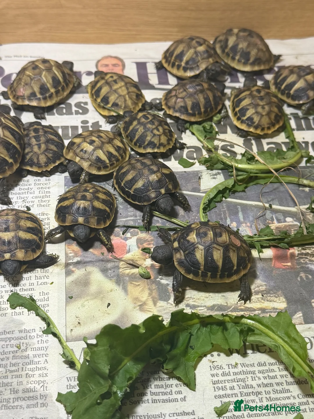 Hermann Tortoise reptiles for sale: Hermann Hatchlings  - Advert 1