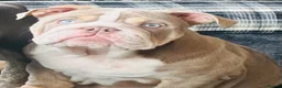 English Bulldog dogs for sale: Gorgeous Lilac English Bulldog Puppy - Advert 6