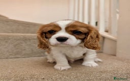 Cavalier King Charles Spaniel dogs for sale: Fully health tested CKCS 🐶💙🐾 - Image 35