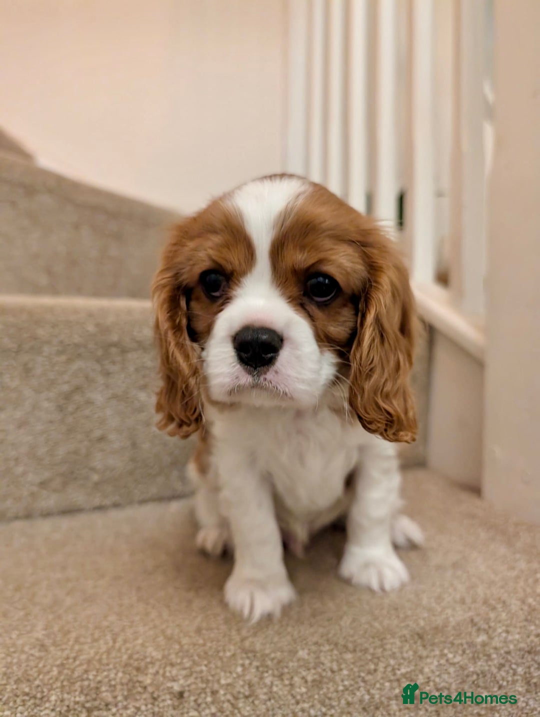 Cavalier King Charles Spaniel dogs for sale: Fully health tested CKCS 🐶💙🐾 - Image 35