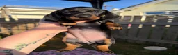 Miniature Dachshund dogs for sale: Stunning Miniature Dachshunds - Advert 5