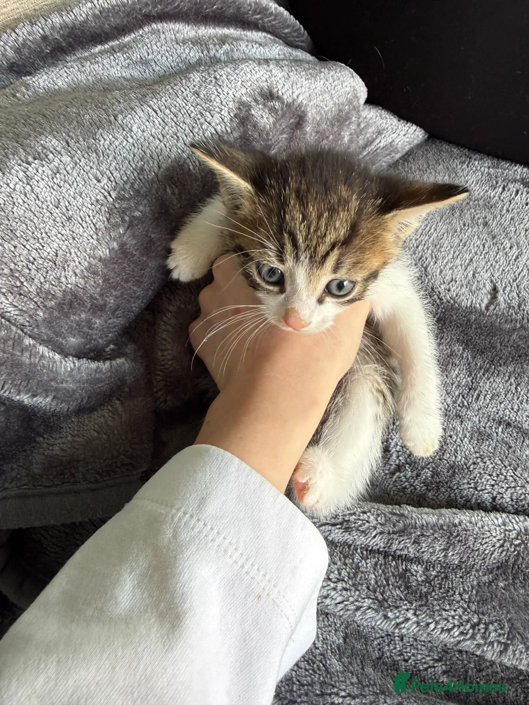 Mixed Breed cats for sale: 7 gorgeous mixed breed kittens  - Advert 2
