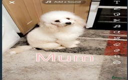 Miniature Poodle dogs for sale: Beautiful miniature poodle pups - Image 15