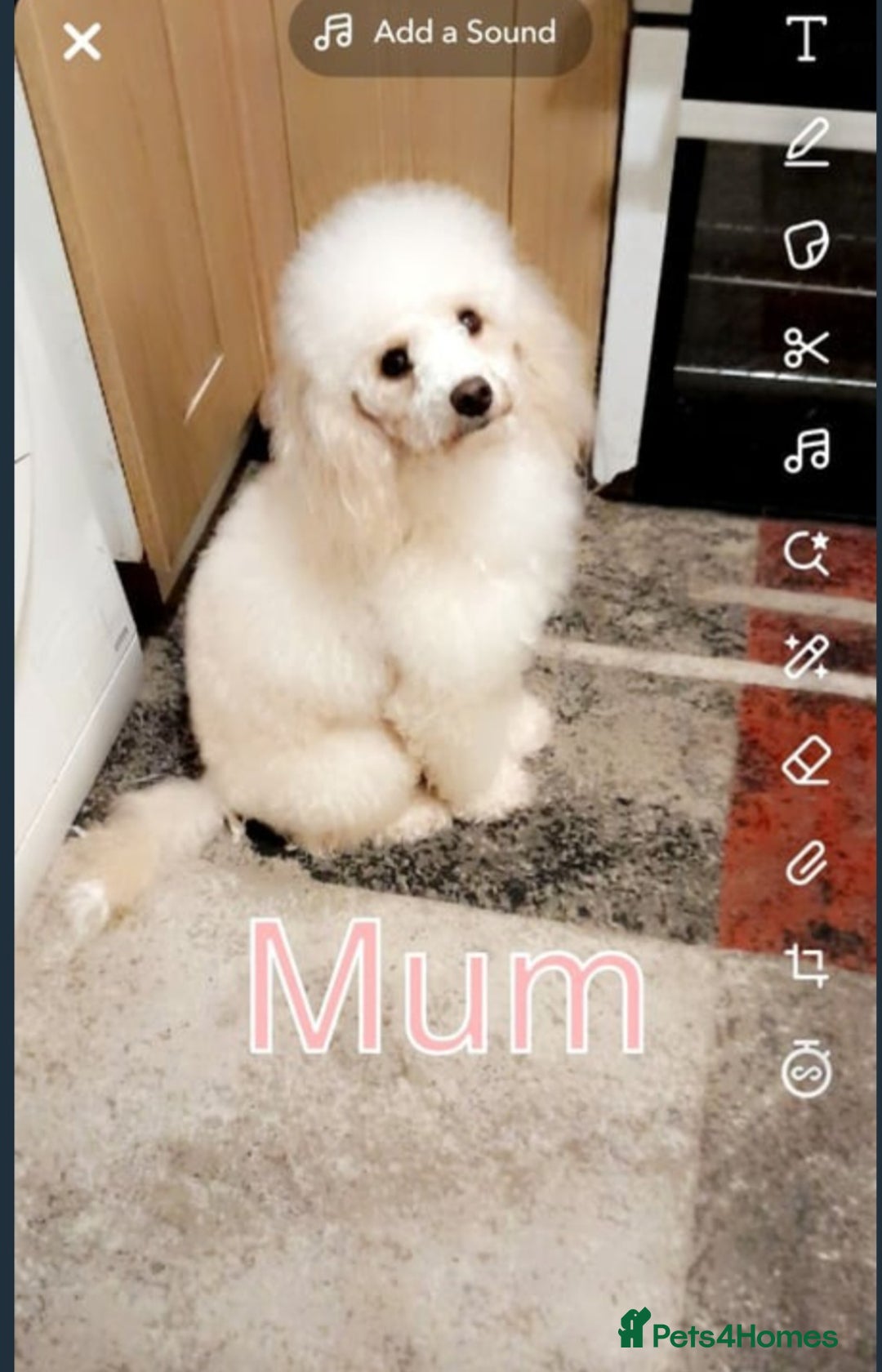 Miniature Poodle dogs for sale: Beautiful miniature poodle pups - Image 15
